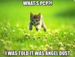 PCP Is A